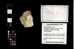 Foto (Objekt + Etikett) von Pithonoton marginatum (von Meyer, 1842)  (NHMW-GEO-2014-0194-0863)